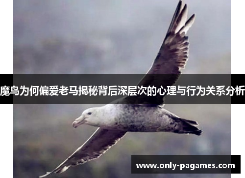 魔鸟为何偏爱老马揭秘背后深层次的心理与行为关系分析 魔鸟为何偏爱老马揭秘背后深层次的心理与行为关系分析